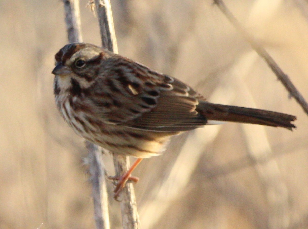 Song Sparrow - ML626048793