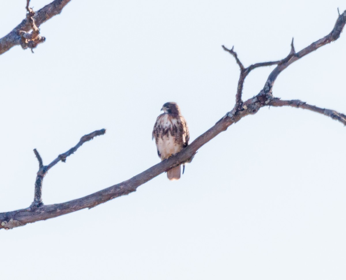 Red-tailed Hawk - ML626048846