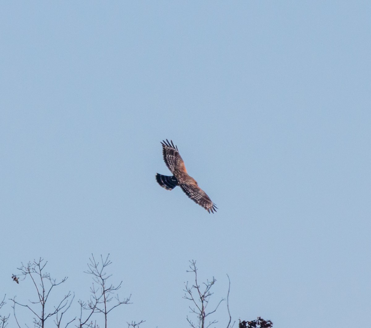 Red-shouldered Hawk - ML626048899