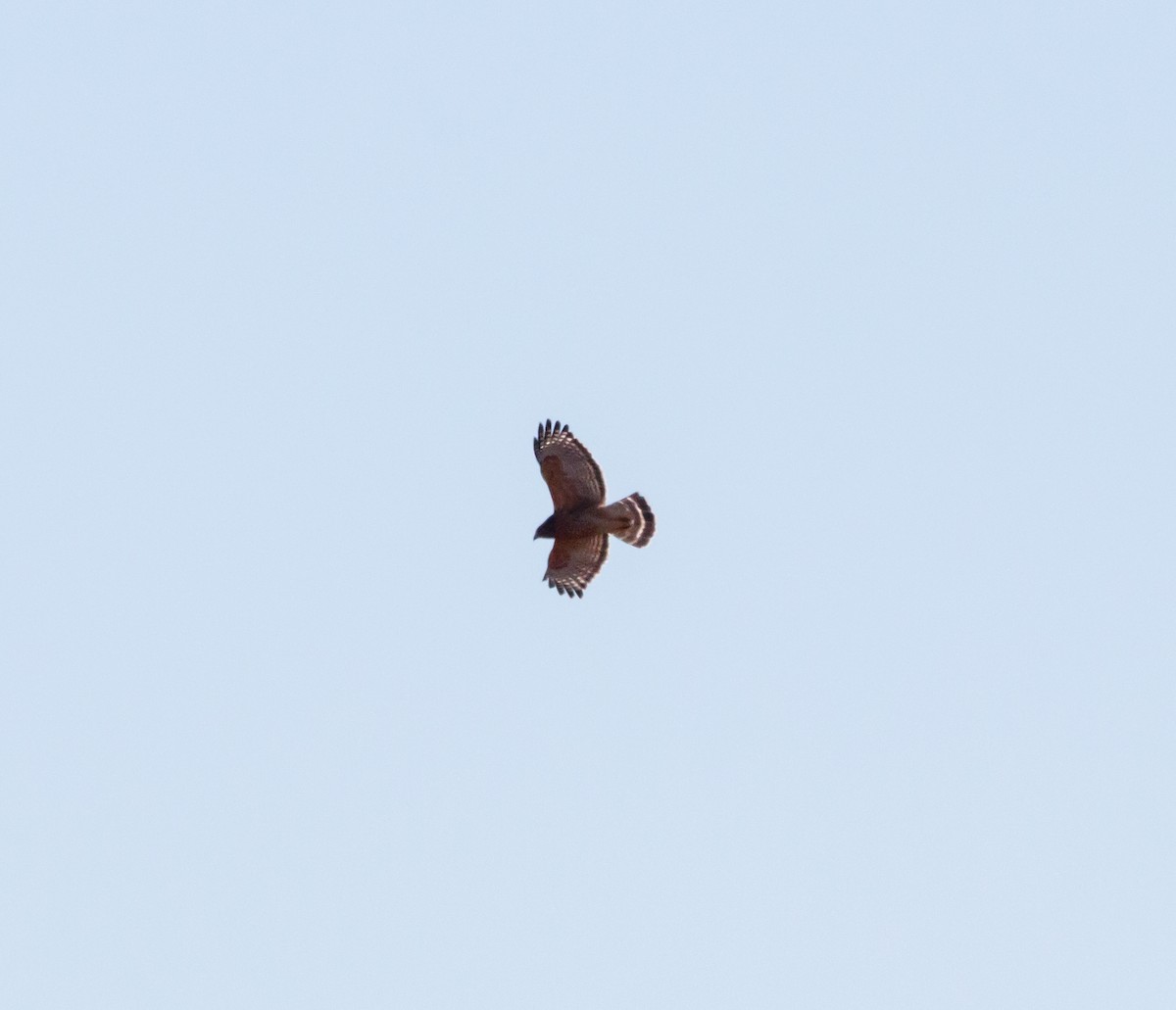 Red-shouldered Hawk - ML626048908