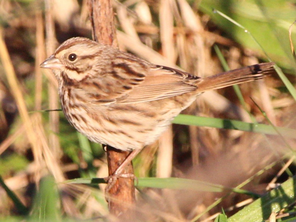 Song Sparrow - ML626048962