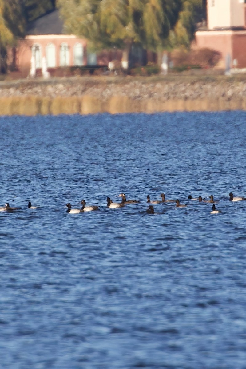White-winged Scoter - ML626049113