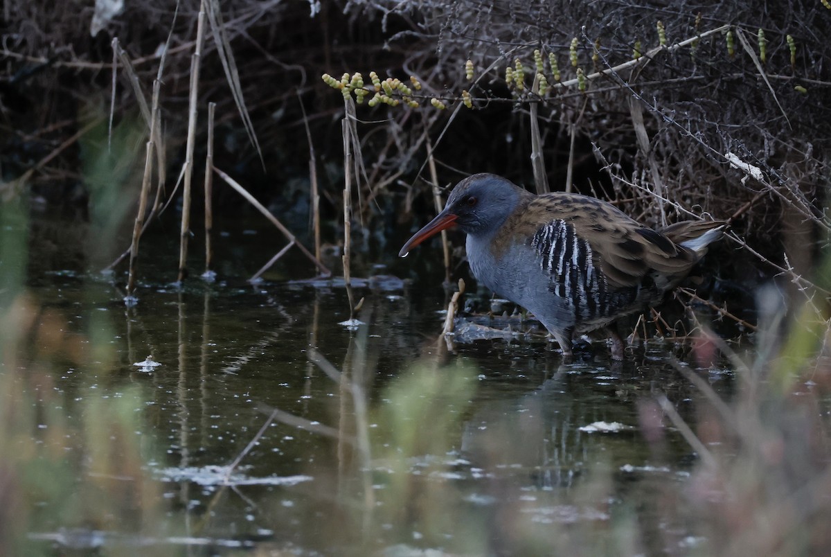 Water Rail - ML626049315