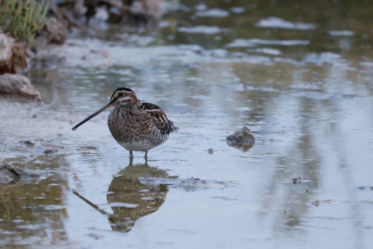 Common Snipe - ML626049338