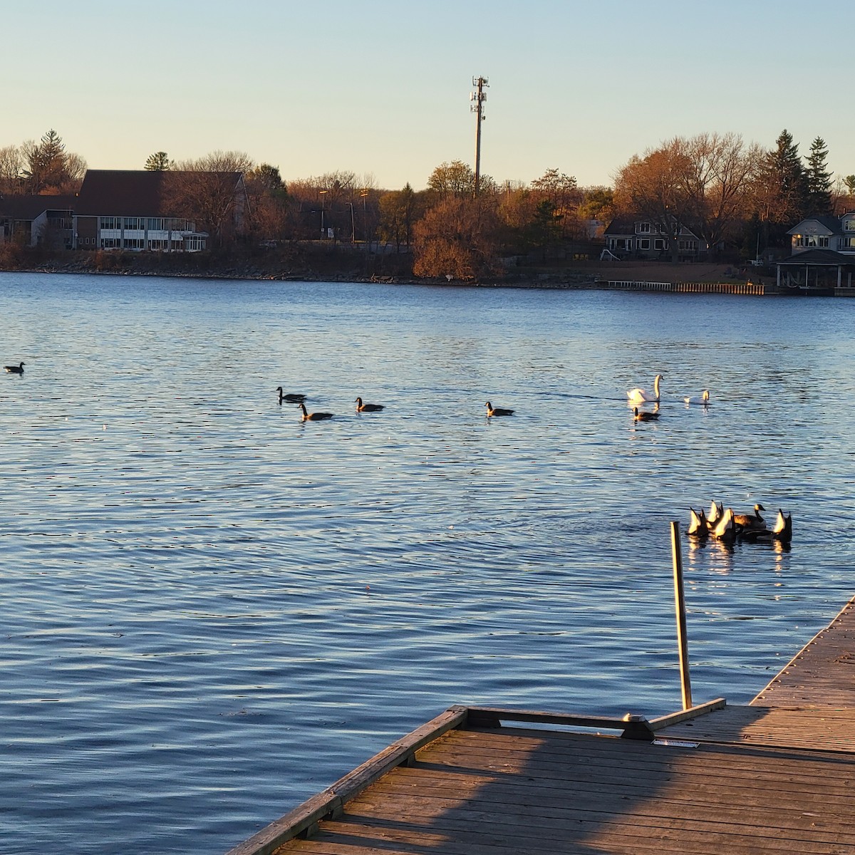 Cackling Goose - Sarah Seewald