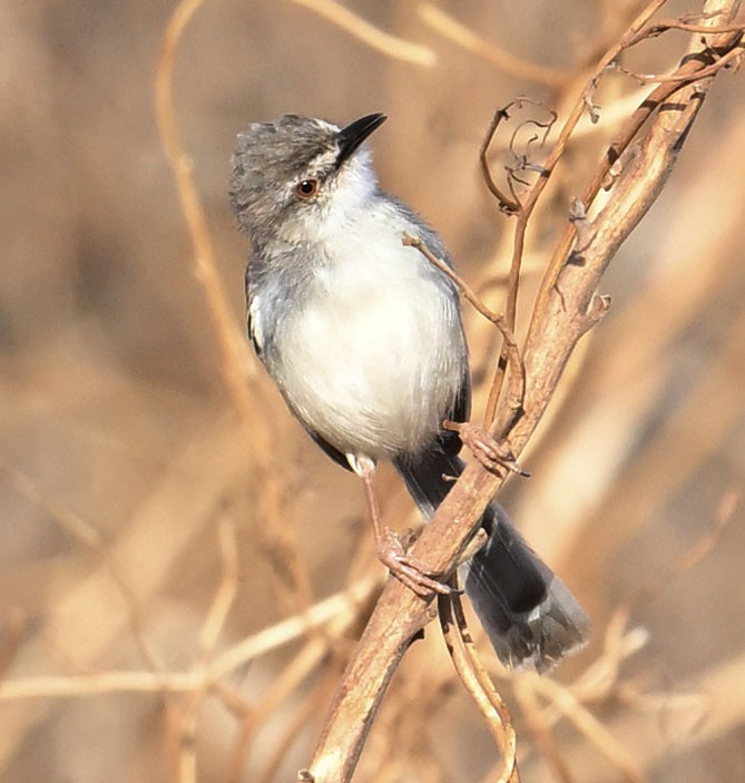 Pale Prinia - ML626049519