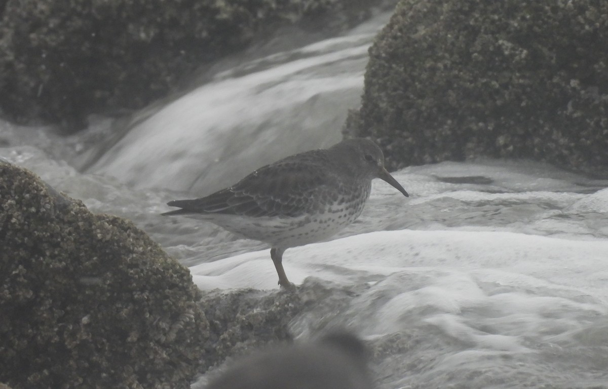 Rock Sandpiper - ML626049561