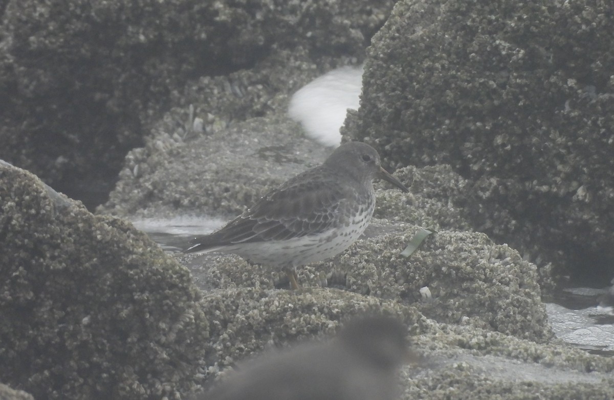 Rock Sandpiper - ML626049562