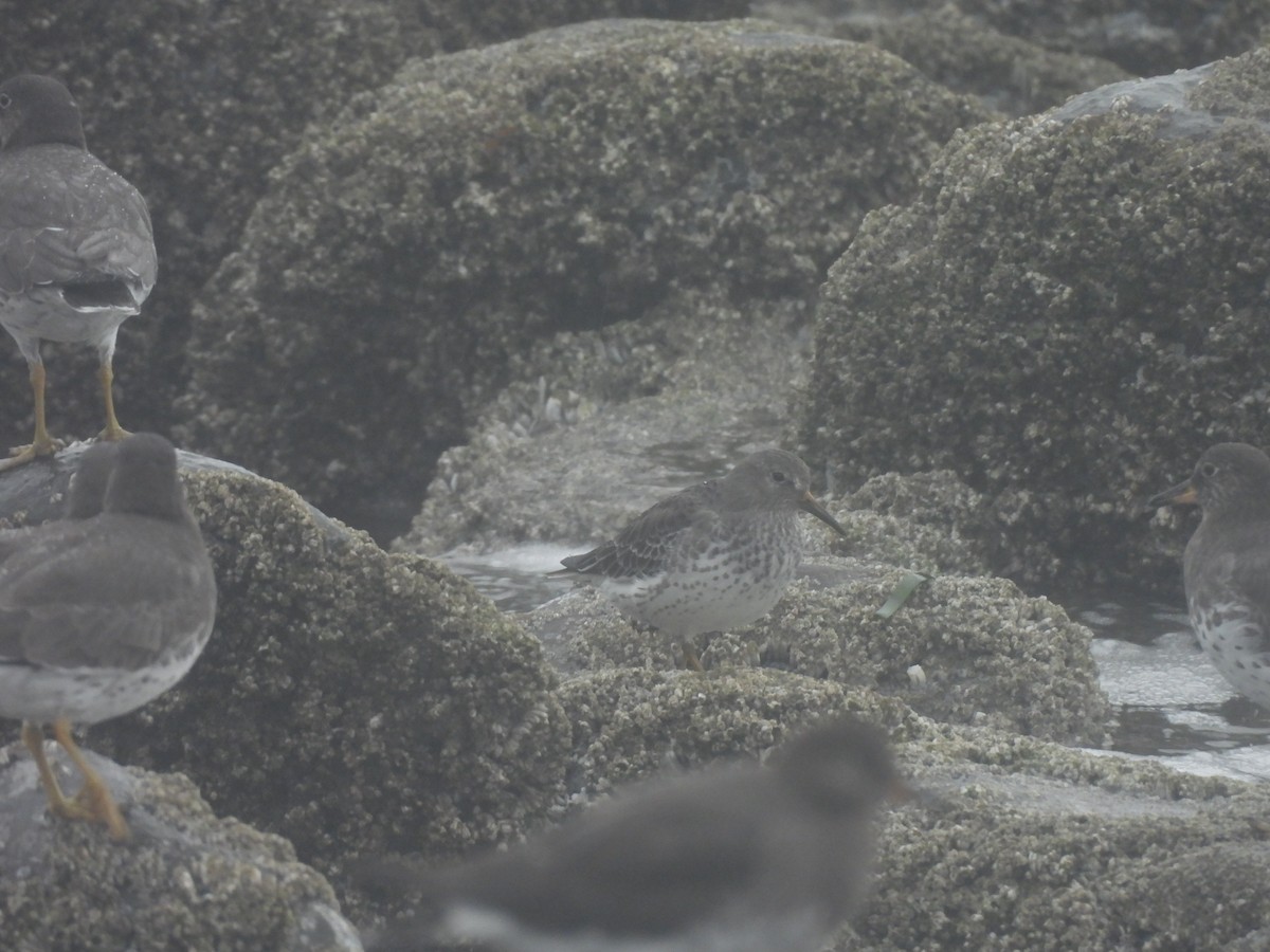 Rock Sandpiper - ML626049563