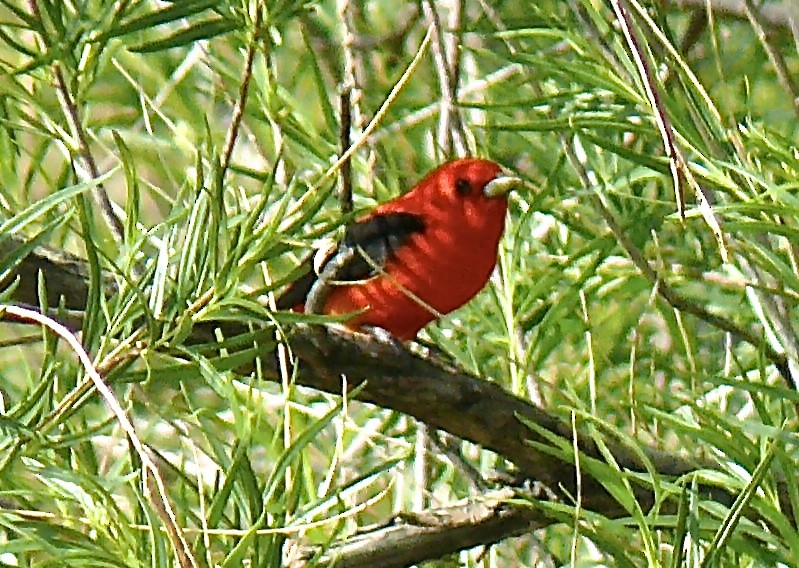 Scarlet Tanager - ML626049624