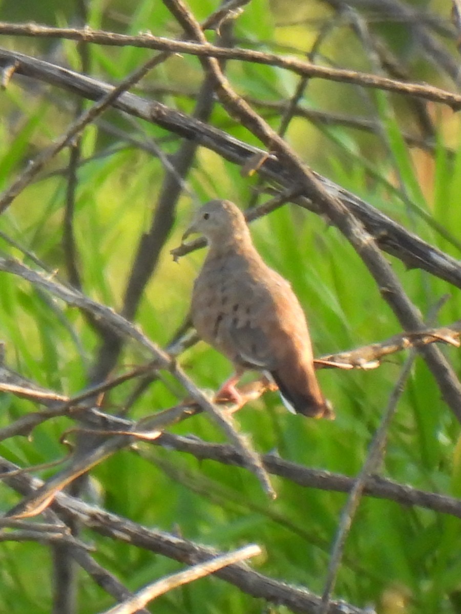 Plain-breasted Ground Dove - ML626049805