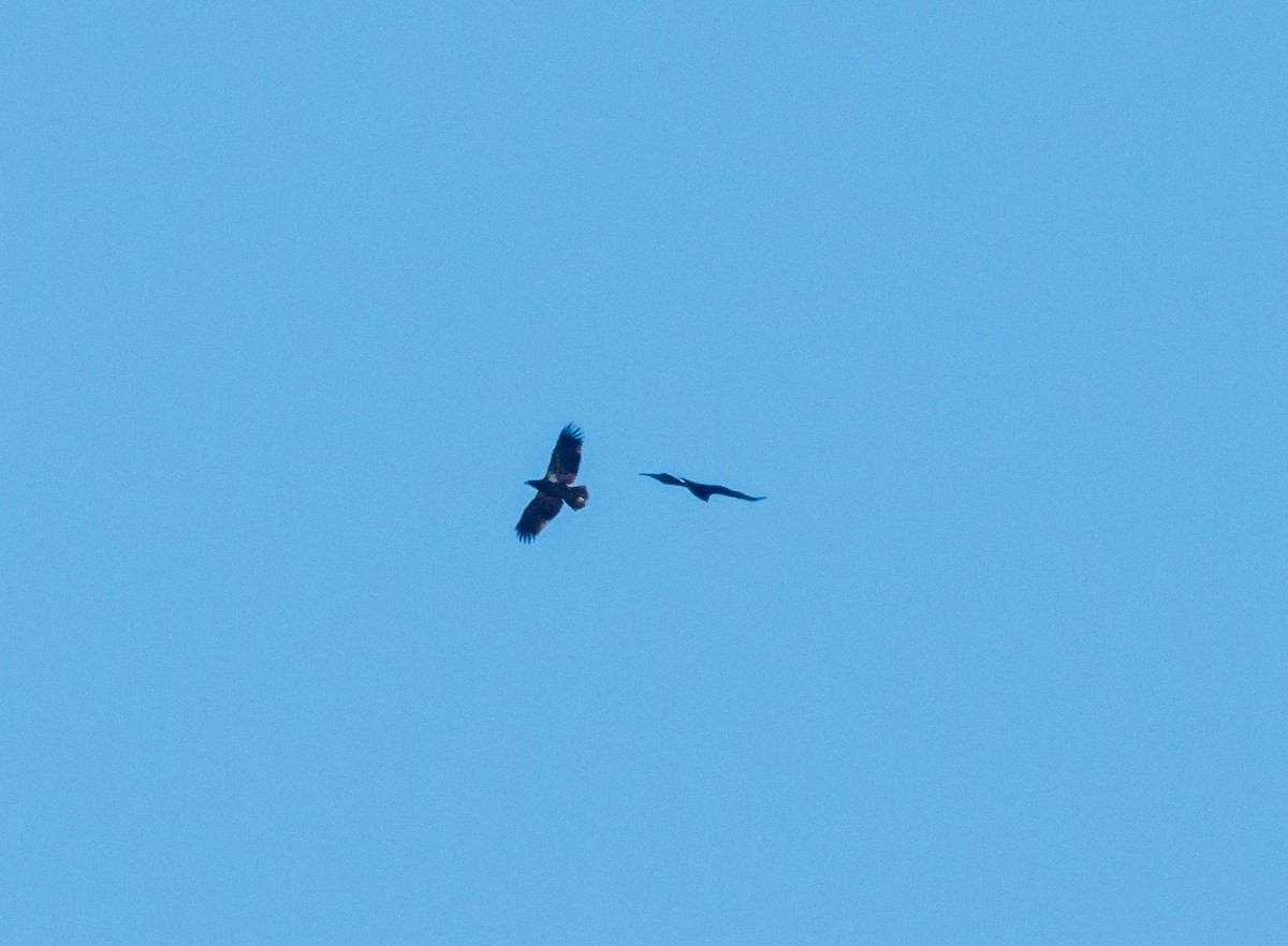 Bald Eagle - ML626049925