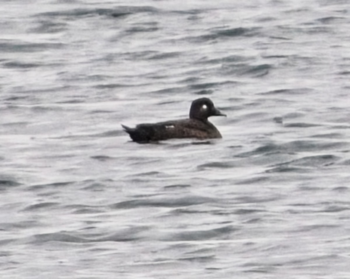 White-winged Scoter - ML626049985