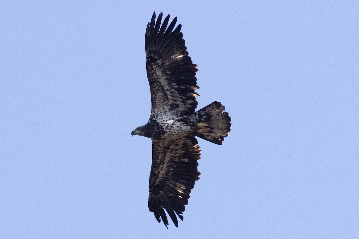 Weißkopf-Seeadler - ML626050014