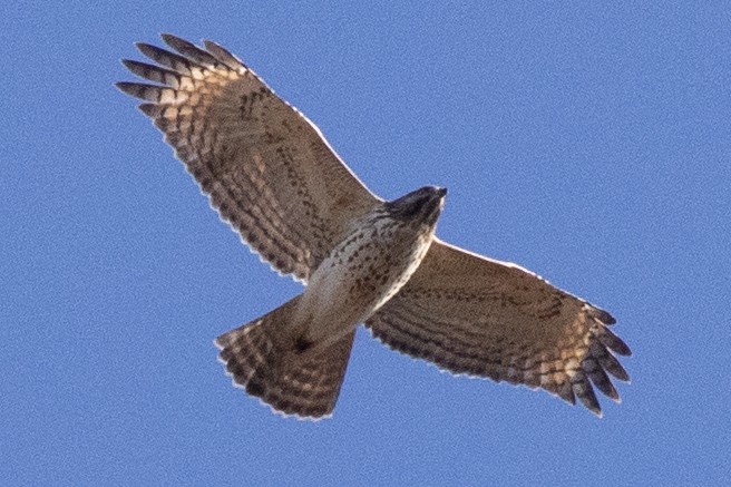 Rotschulterbussard - ML626050017