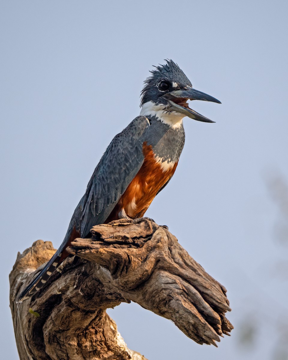 Ringed Kingfisher - ML626050058