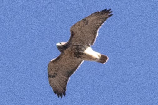 Rotschwanzbussard (abieticola) - ML626050108