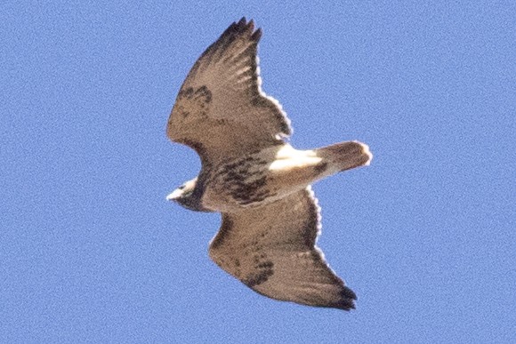 Rotschwanzbussard (abieticola) - ML626050109