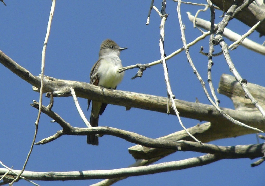 Ash-throated Flycatcher - ML626050127