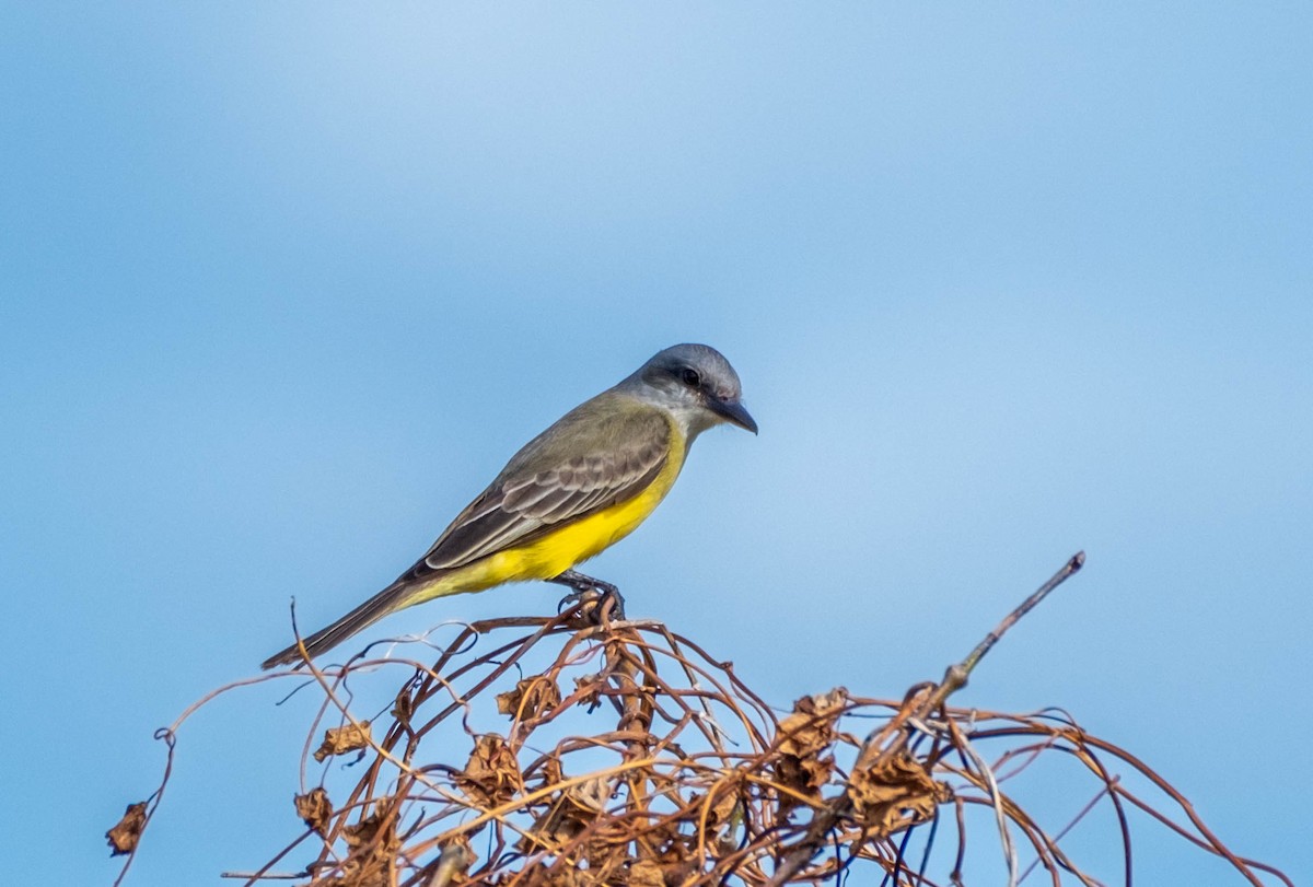 Tropical Kingbird - Frank Guenther