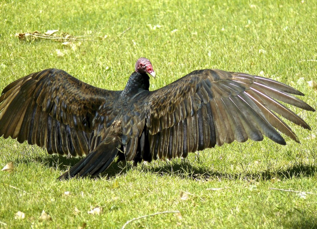 Turkey Vulture - ML626050215