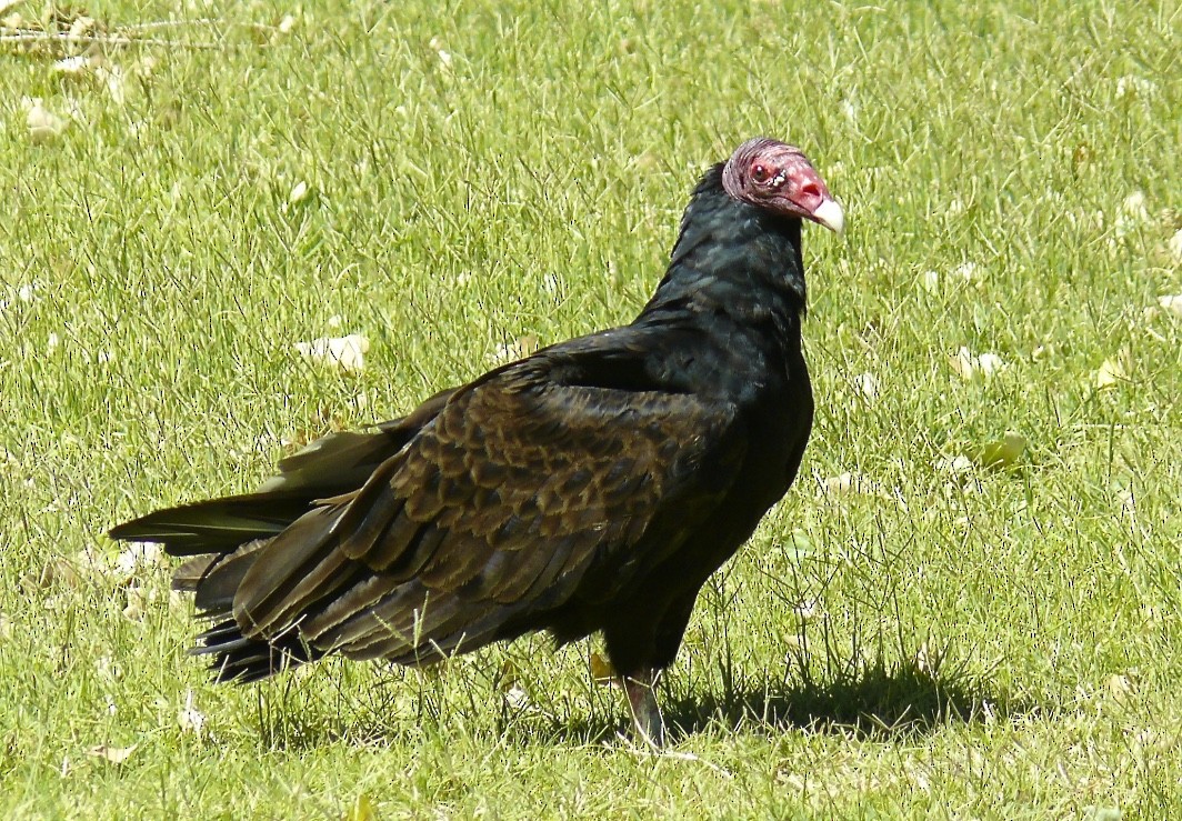 Turkey Vulture - ML626050216