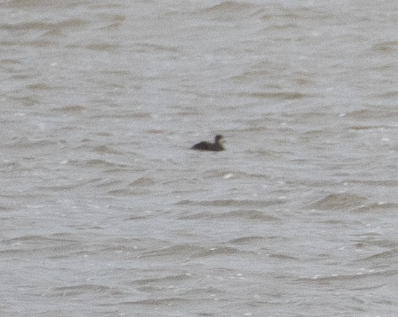 Black Scoter - ML626050218