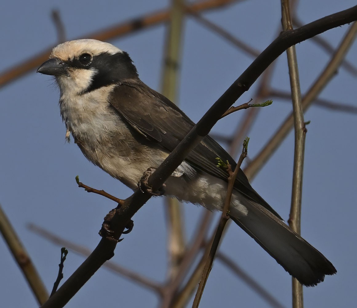 White-rumped Shrike - ML626050255