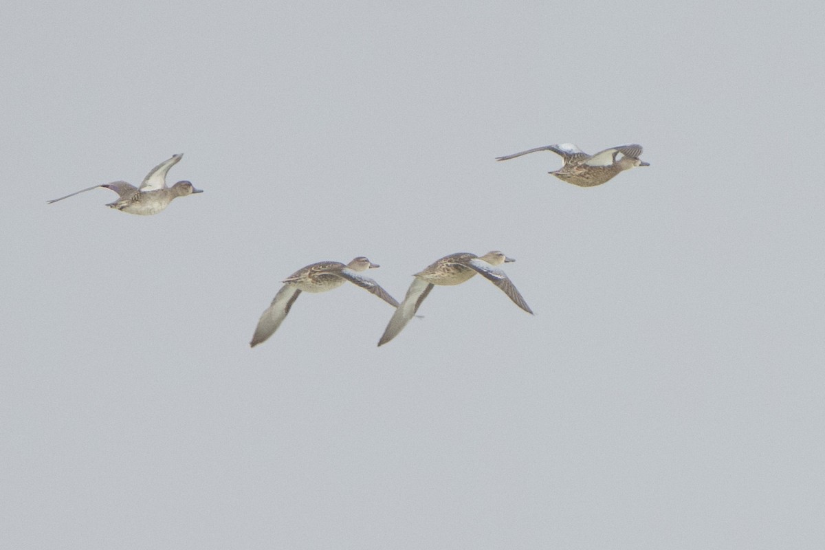 Blue-winged Teal - ML626050318