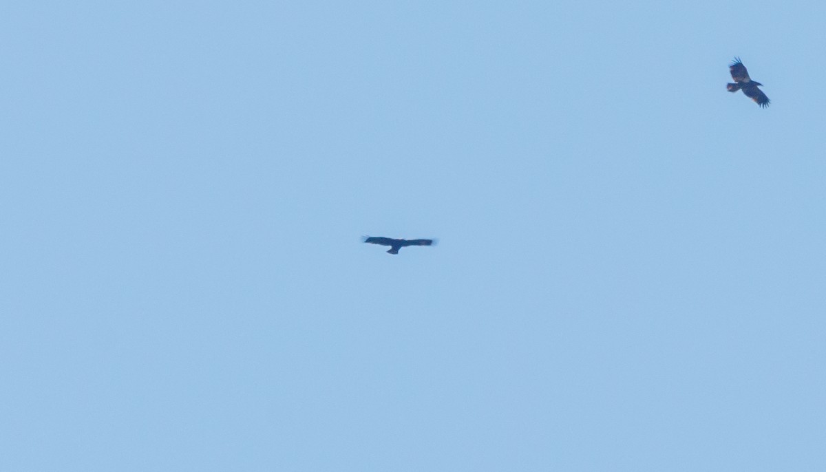 Цармын бүргэд - ML626050335