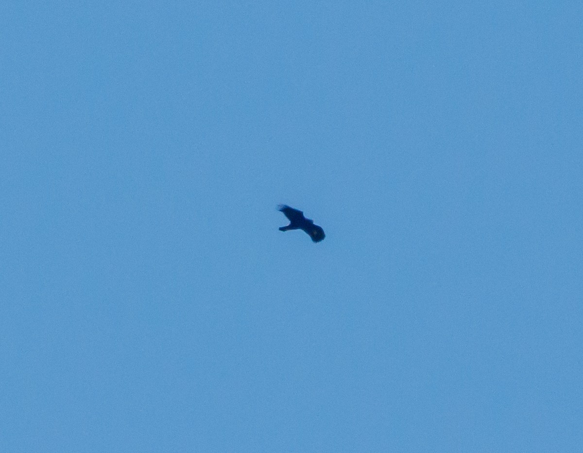 Цармын бүргэд - ML626050339