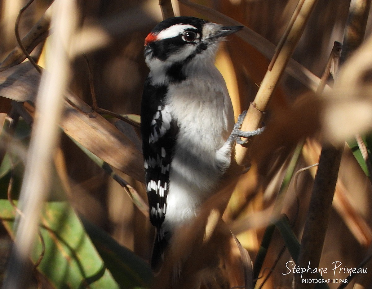 Downy Woodpecker - ML626050540
