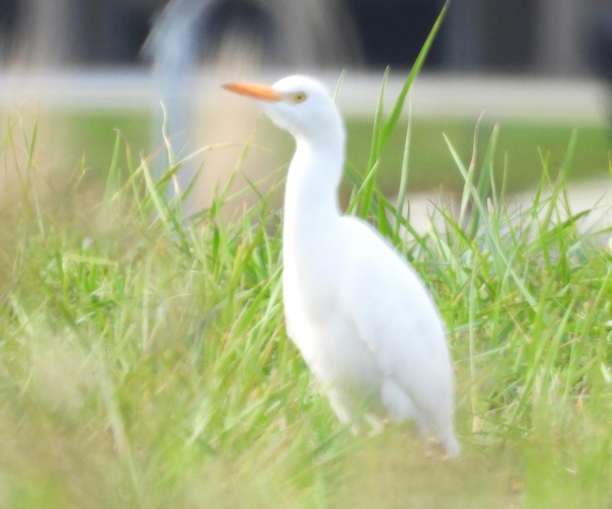 Western Cattle-Egret - ML626050559