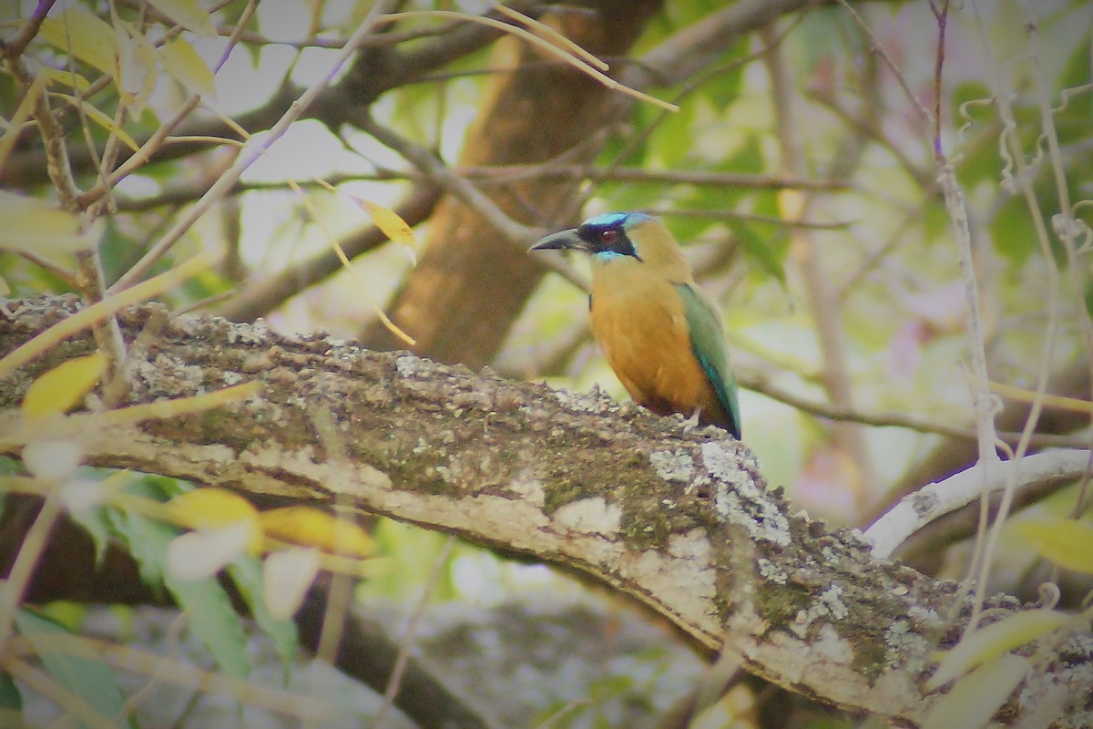 Whooping Motmot - ML626050577