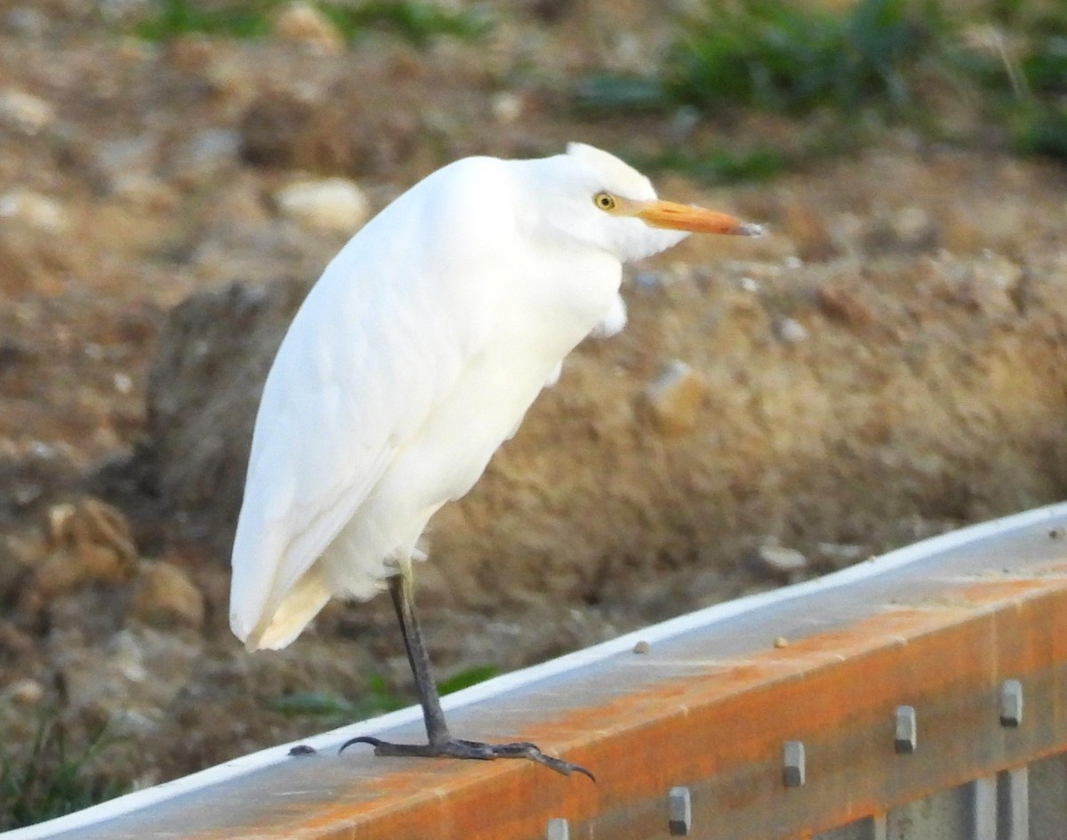 Western Cattle-Egret - ML626050588