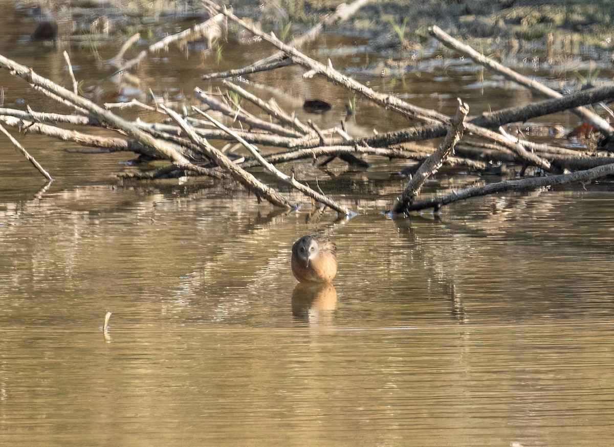 Virginia Rail - ML626050617