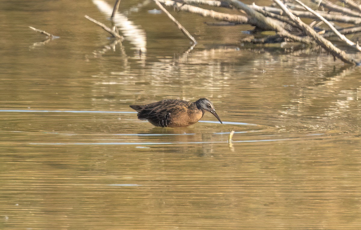 Virginia Rail - ML626050620