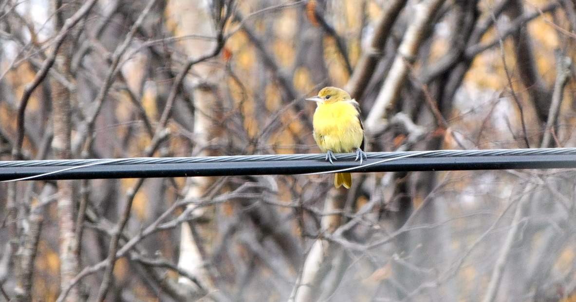 Baltimore Oriole - ML626050709