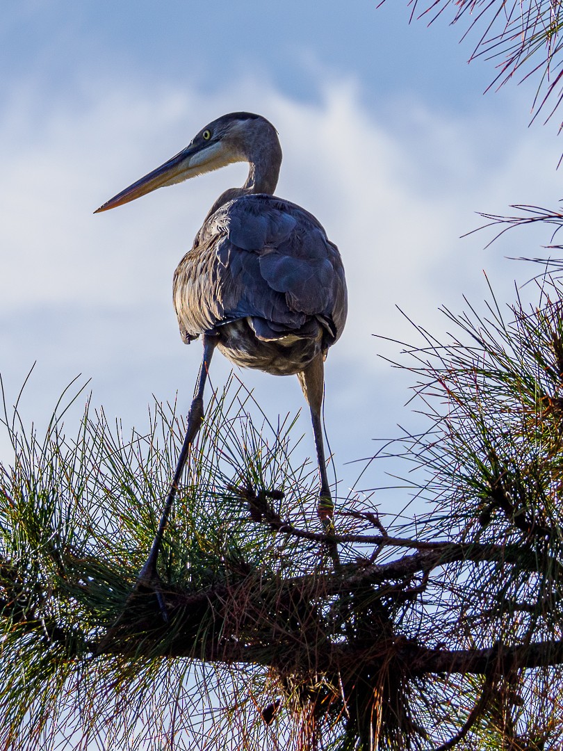 Great Blue Heron - ML626051007