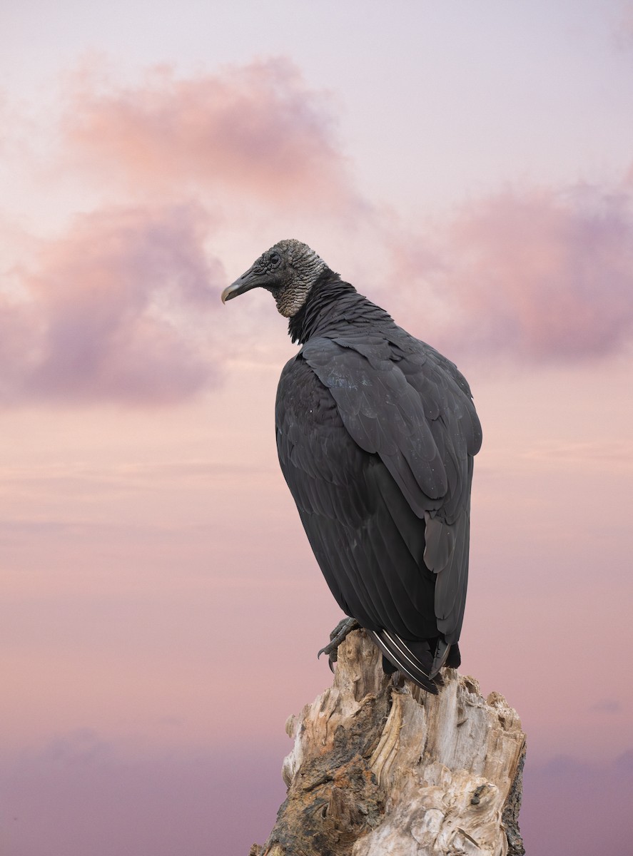 Black Vulture - ML626051043