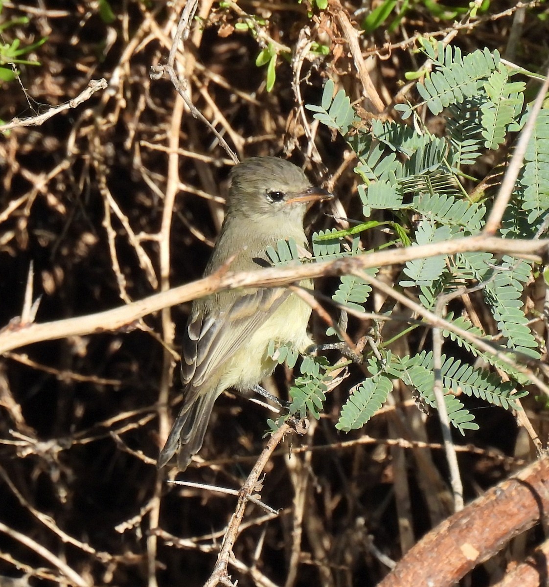 Northern Beardless-Tyrannulet - ML626051210