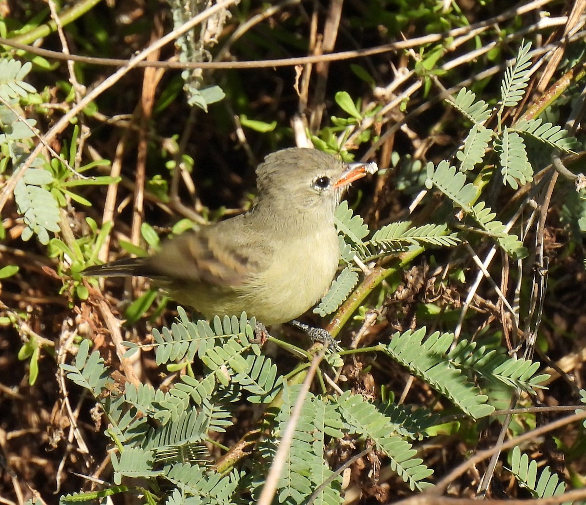 Northern Beardless-Tyrannulet - ML626051211