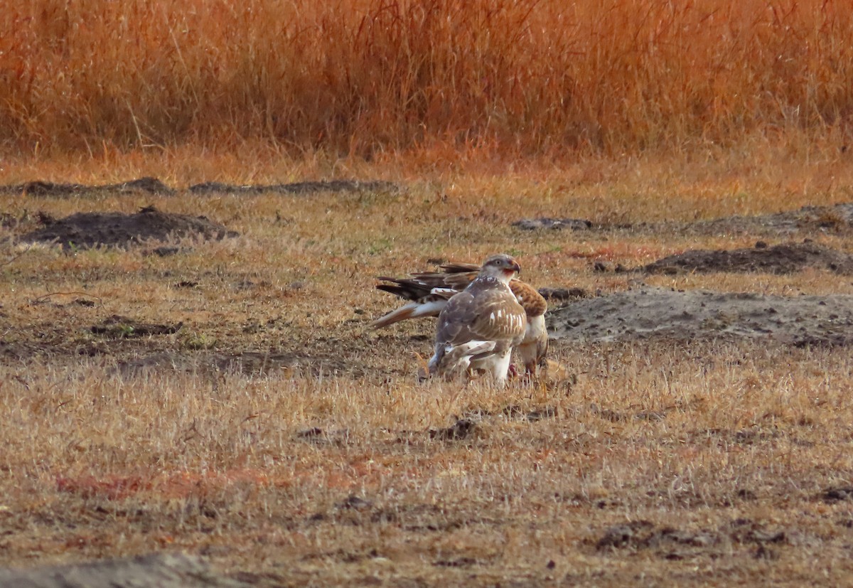 Ferruginous Hawk - ML626051429
