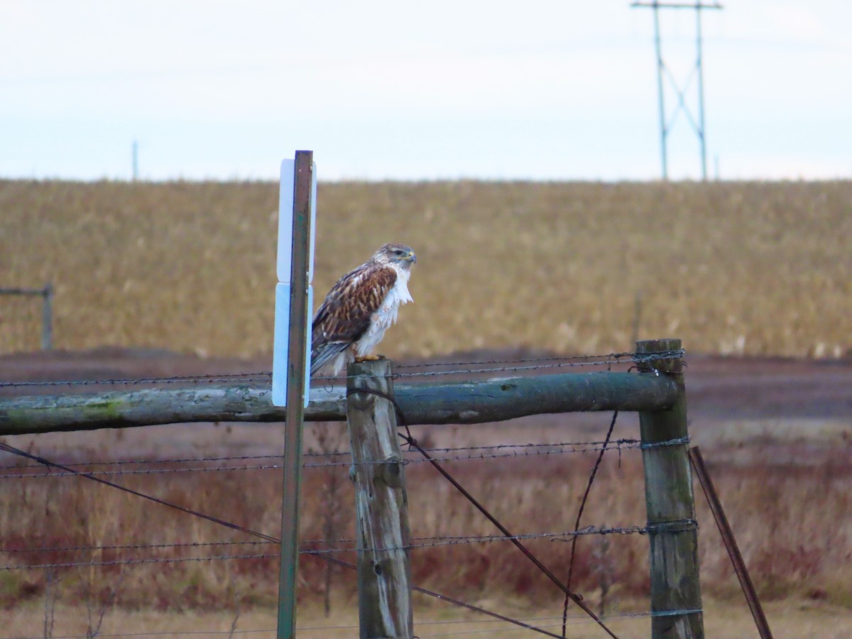 Ferruginous Hawk - ML626051438