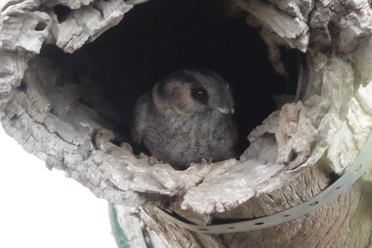 Australian Owlet-nightjar - ML626051556