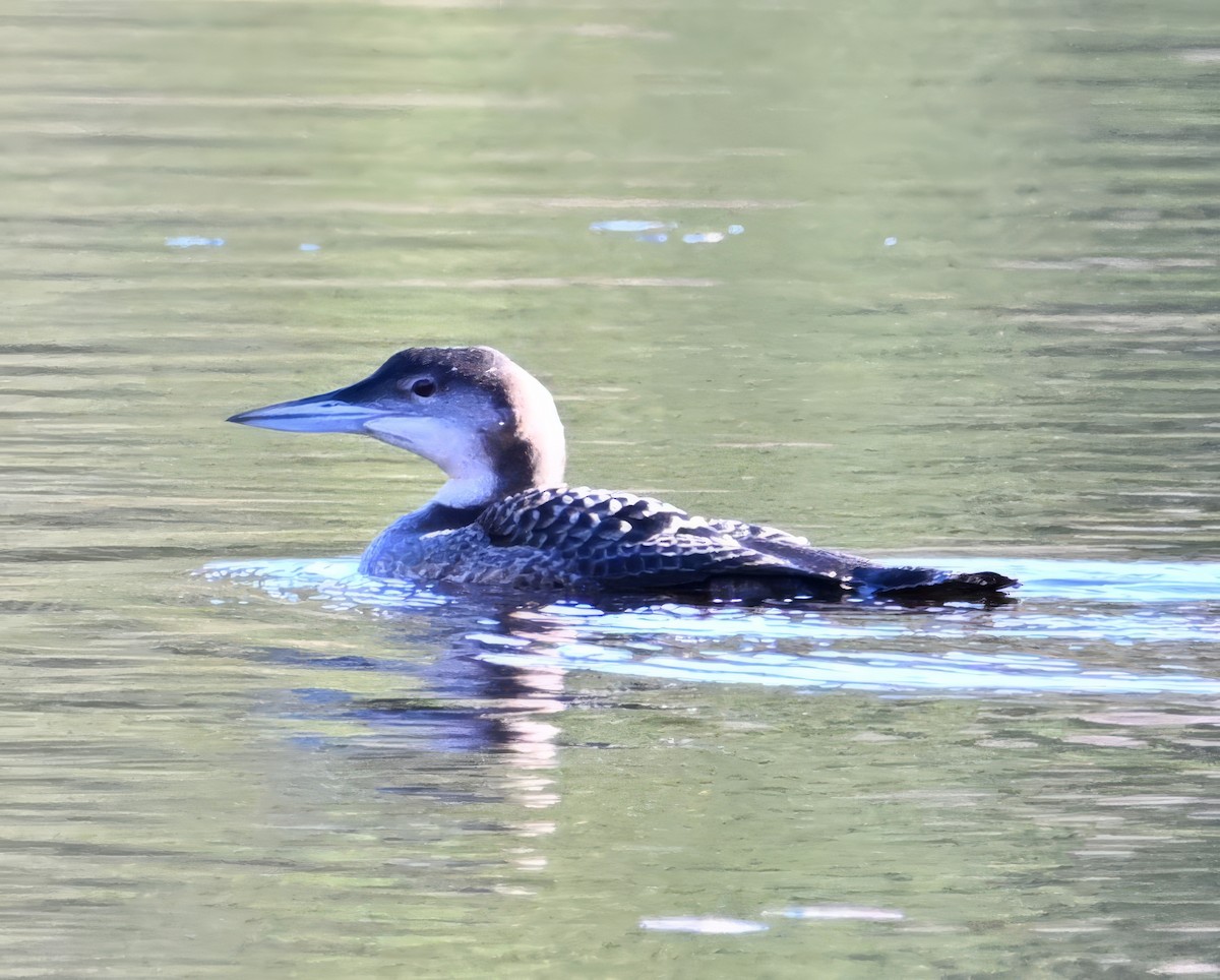 Common Loon - ML626051609