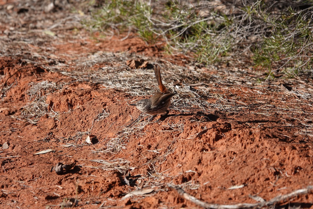 Shy Heathwren - ML626051684