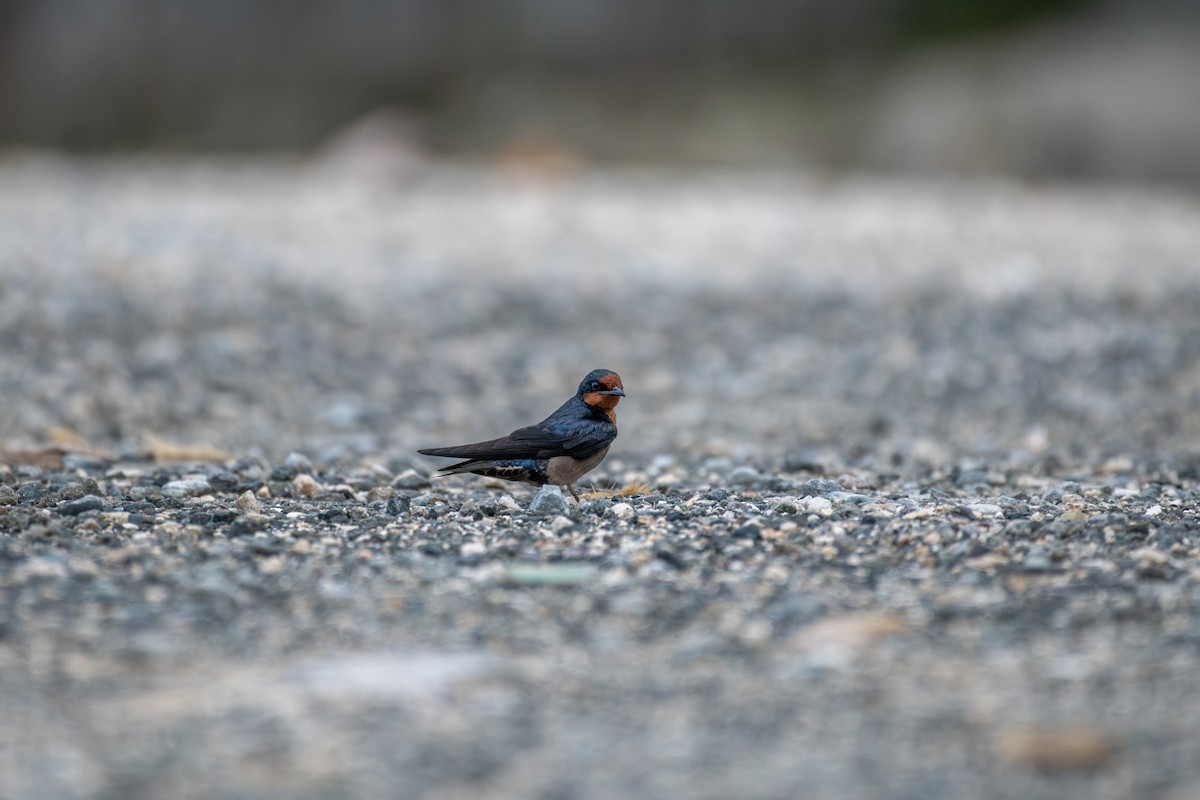 Pacific Swallow - ML626051788