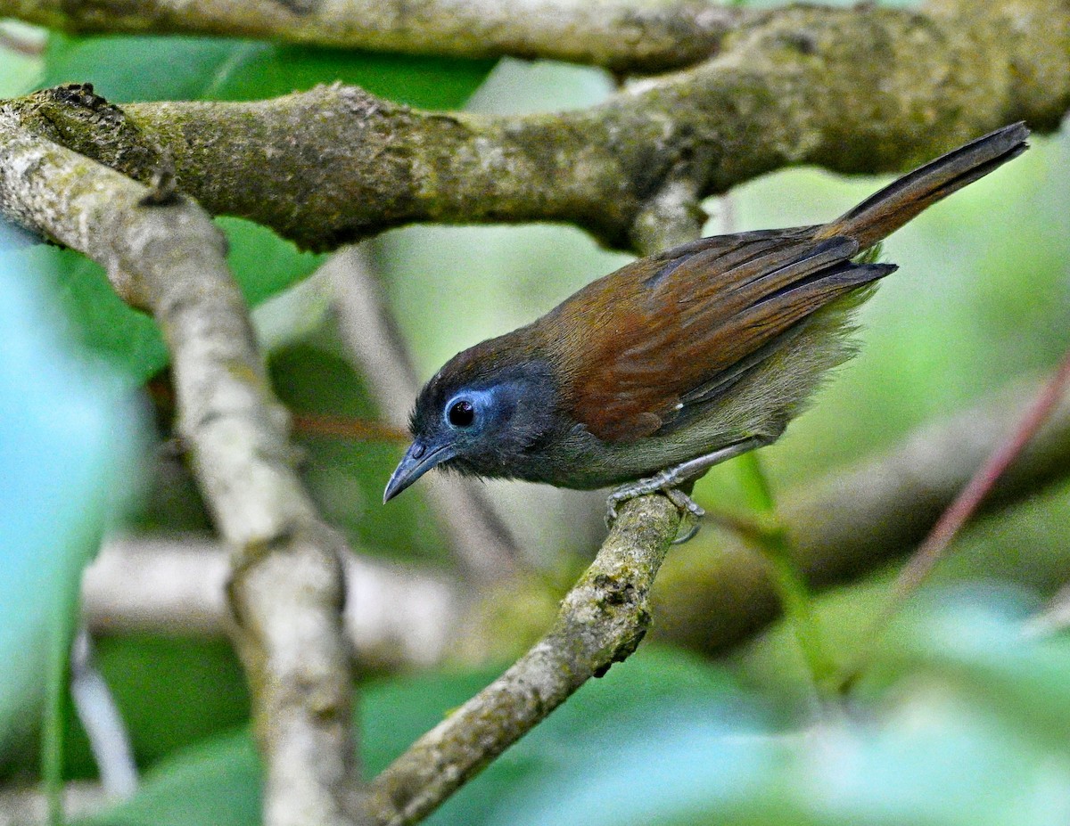 Chestnut-winged Babbler - ML626051902