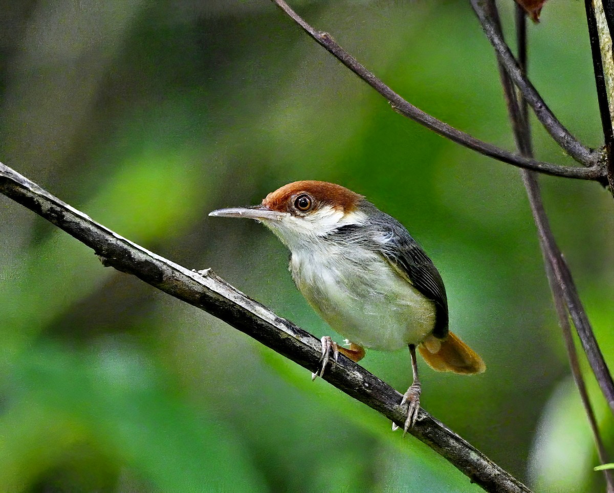 Rufous-tailed Tailorbird - ML626051917